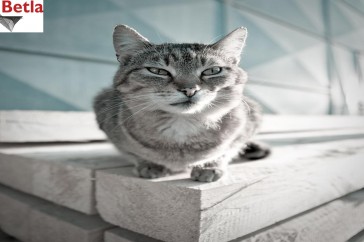 Siatki Ostróda - Siatka ochronna dla kotów, na balkony dla terenów Ostródy